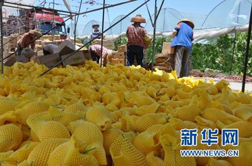 農(nóng)戶們?cè)诿β抵鵀楣芄咸拙W(wǎng)、裝箱??祵帞z