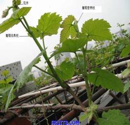 結(jié)果枝.jpg