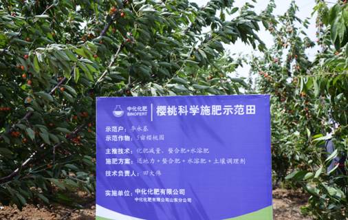 點(diǎn)擊查看大圖 小化帶你摘櫻桃